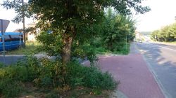 pielegnacja drzew i pożądkownie terenu przy ul. Kościuszki